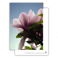 Postkarte | Magnolie